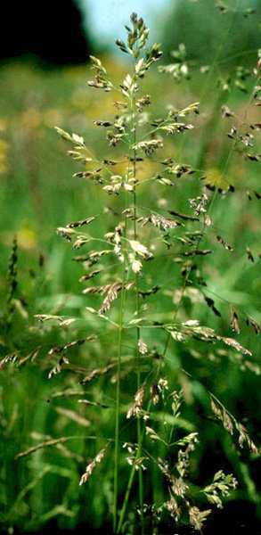 (20802)Poa trivialis